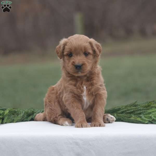 Holly, Goldendoodle Puppy